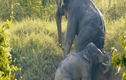 Video: Cặp voi ủn mông nhau trèo lên khỏi mương bùn