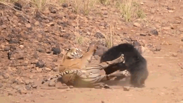 Video: Gấu mẹ liều mạng tử chiến hổ dữ để bảo vệ con và cái kết