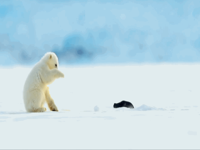 Video: Đi săn cùng mẹ, gấu bắc cực ngã chổng vó khi gặp hải cẩu