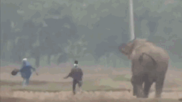 Video: Chụp ảnh tự sướng với voi, thanh niên say rượu suýt bị dẫm chết