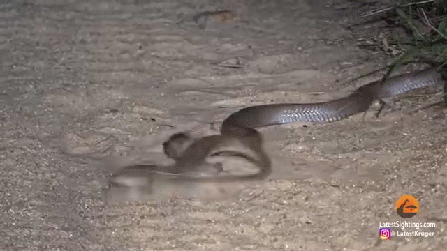 Video: Trận chiến kịch liệt giữa rắn hổ mang và thằn lằn