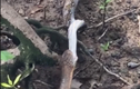 Video: Rắn hổ mang chúa nuốt chửng trăn gấm ở Singapore
