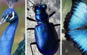 Giải mã bí mật về những loài động vật màu xanh lam siêu hiếm