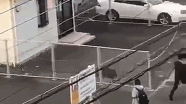 Video: Người đàn ông bị lợn rừng húc ngã, tấn công kinh hoàng trên phố