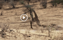 Video: Hươu cao cổ đá văng sư tử, tạo ra màn thoát chết ngoạn mục