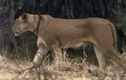 Video: Hươu cao cổ đá văng sư tử, tạo ra màn thoát chết ngoạn mục