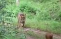 Video: 8 con sói lửa liều lĩnh quấy rối hổ Bengal ở Ấn Độ