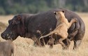 Video: Sư tử tấn công hà mã, rất nhanh sau đó phải tháo chạy