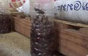 Học người Thái Lan diệt cả trăm con gián chỉ bằng 1 chiếc chai nhựa