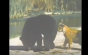 Video: Bị hổ dữ đánh hội đồng, gấu đen tháo chạy thục mạng
