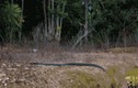 Video: Hổ mang chúa rượt đuổi con mồi "khủng" đầy kịch tính