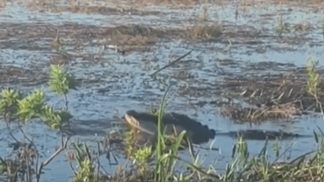 Video: Cá sấu cắn nát drone rồi nuốt chửng ngay trước mặt du khách
