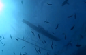 Video: Màn săn cá mập bằng tay không của thổ dân vùng Melanesia
