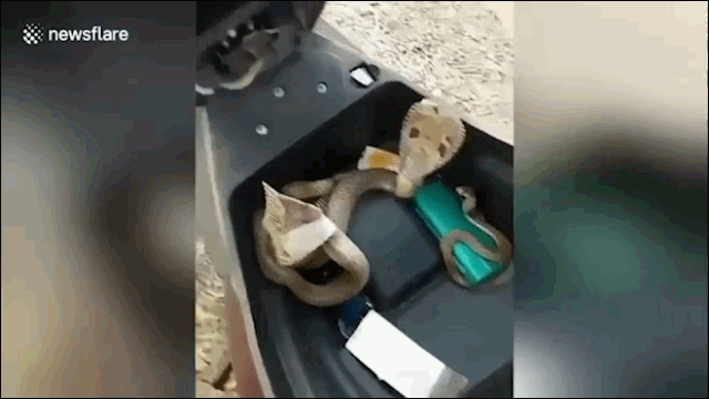 Video: 3 con rắn hổ mang kịch độc ngóc đầu trong cốp xe