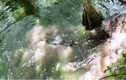 Video: Cá sấu mải mê ăn thịt mà không ngờ tai họa sắp ập đến