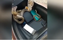Video: Nhiều con rắn hổ mang kịch độc ngóc đầu từ trong cốp xe