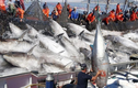 Video: Cận cảnh quá trình bắt hàng trăm tấn cá và chế biến ngay tại tàu