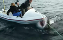 Video: Đoàn làm phim liên tục bị cá mập trắng khổng lồ tấn công