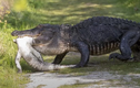 Video: Cá sấu ăn thịt, nuốt chửng đồng loại trong giây lát
