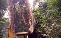 Video: Hãi hùng cảnh con trăn khổng lồ bị bắt bởi máy xúc