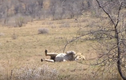 Video: Sư tử đực lên cơn co giật khi đang săn mồi