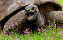 “Cụ rùa” già nhất thế giới vui hưởng cuộc sống suốt gần 2 thế kỷ