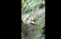 Video: Rắn bị cầy Mangut truy sát, trèo lên cây liệu có thoát nạn?