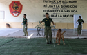 Dịch vụ huấn luyện chó nghiệp vụ đắt khách ở Hà Nội
