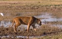Video: Vượt qua sợ hãi, sư tử đoạt mạng trâu rừng kịch tính