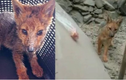 Chó Husky 3 tháng tuổi bỗng “hóa” thành... cáo