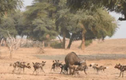 Video: Trâu rừng bị cả đàn chó hoang châu Phi bao vây, gục ngã!