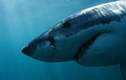 Video: Hải cẩu may mắn thoát chết phi lên bờ tránh được cá mập ăn thịt