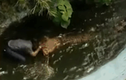 Video: Người đàn ông suýt chết vì nhảy xuống hồ chụp ảnh cùng cá sấu