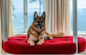 Chú chó giàu nhất thế giới "rao bán" biệt thự sang trọng gần 32 triệu USD