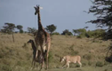 Video: Cuộc chiến kịch tính giữa hươu cao cổ và sư tử và cái kết