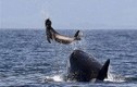 Lý giải cá voi sát thủ là thiên tài “máu lạnh” của đại dương
