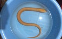 Con lươn vàng tìm thấy ở Quảng Bình quý hiếm, tác dụng chữa bệnh thần kỳ thế nào?
