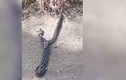 Video: Rắn cái tức giận bỏ chạy vì rắn đực không biết giao phối