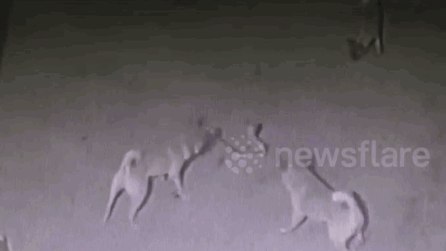 Video: 5 chú chó kịch chiến rắn hổ mang bảo vệ chủ và cái kết 