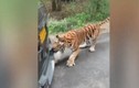​Video: Hổ rừng kéo lùi ô tô nặng gần 2 tấn, chở thêm 4 người