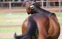 Những bức ảnh 'siêu ngố' của các con vật khiến bạn không thể nhịn cười 
