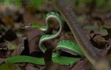 Video: Rắn roi xanh cực độc đại chiến rắn ráo, cái kết bất ngờ  