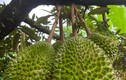Khu vườn sầu riêng Musang King sai trĩu cành, chờ chín rụng bán 3 triệu/quả