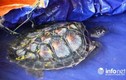 Hà Tĩnh: Một ngư dân bắt được rùa biển quý hiếm nặng hơn 7kg
