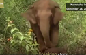 Video: Xót xa voi mẹ miệt mài hơn 24 tiếng cứu voi con đã chết 