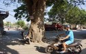 Ảnh: Huyền bí cây vông 70 tuổi nằm giữa ngã tư đường ở Thanh Hóa