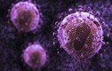 Tìm ra kháng thể mới tiêu diệt được 99% virus HIV