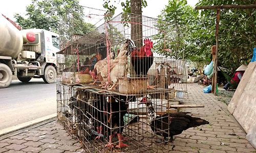 Cắt tiết gà, vặt lông chim bên đại lộ hiện đại nhất Việt Nam