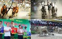 Ảnh: Tưng bừng lễ hội đua bò ở Đồng bằng sông Cửu Long