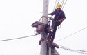 Thi công trên cột điện, nhân viên điện lực bị đồng nghiệp… đóng cầu dao